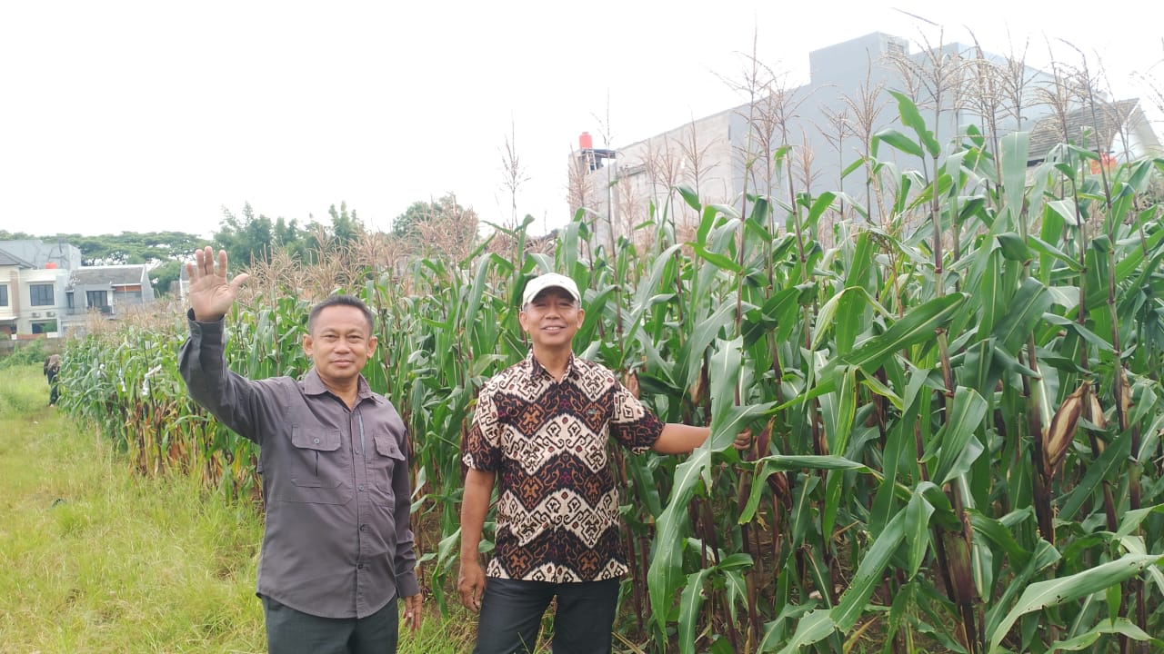 Panen Perdana jagung