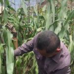 Screenshot_20241203-195456_WhatsApp Panen Jagung