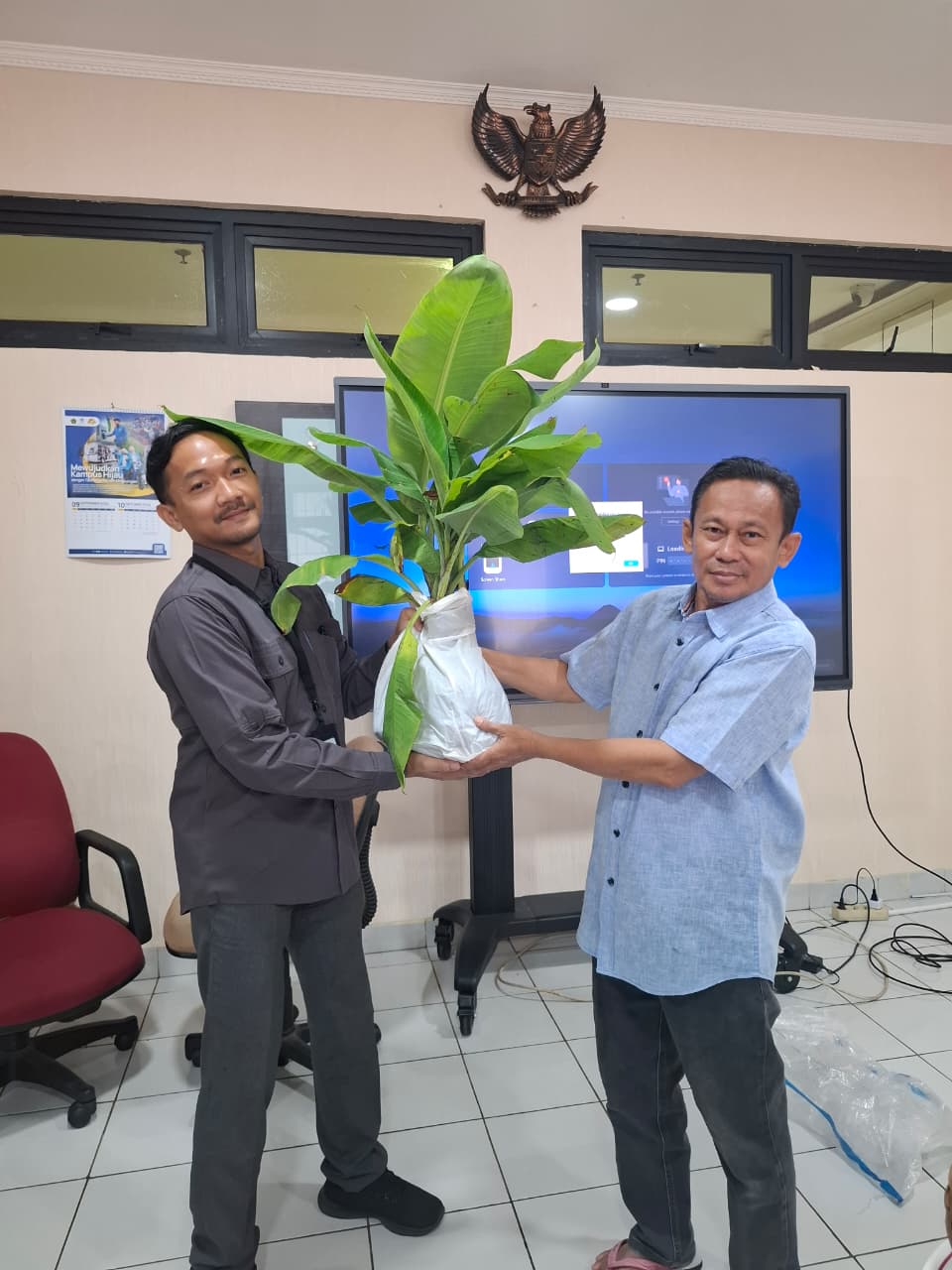 bibit pisang 2